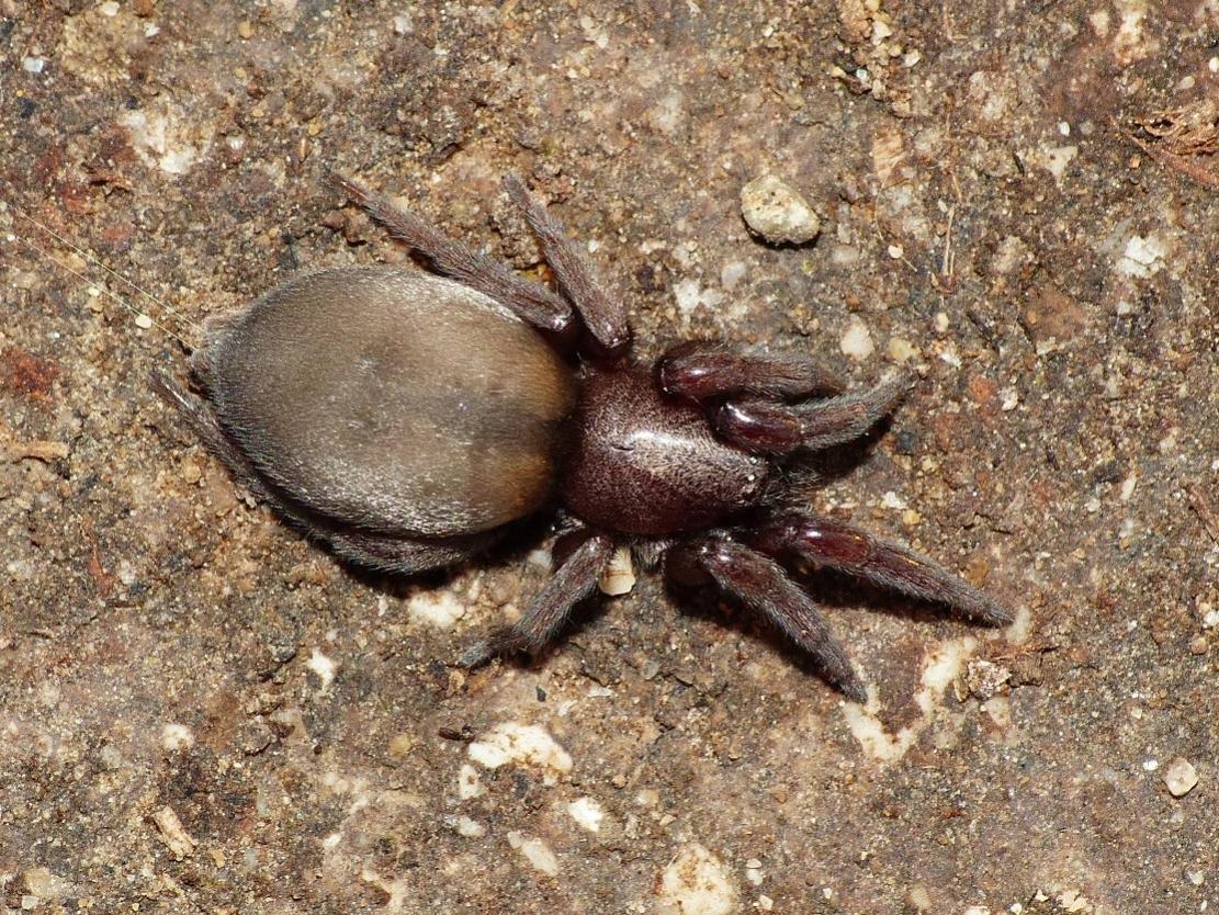 Scotophaeus scutulatus - Torrimpietra (RM)